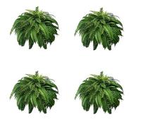 Eoslcusmvl 4X Fougère de Boston Artificielle Réaliste et Résistante Aux UV, Fougères Artificielles pour L'Extérieur, Fausses Fougères, Fausses Fougères, Plantes Artificielles