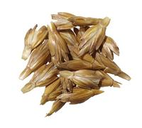 Épeautre Bio - Triticum Spelta L (Engrais Vert) SEM02 (Variété Alkor : 100 grammes)