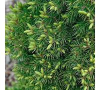 Épicéa Blanc Rainbows End - Picea Glauca Rainbows End 20/30cm Pot 2,5l - Plante En Pot - Hauteur 1,5 à 2 m - Exposition Soleil Sol