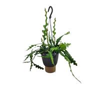 Epiphyllum Anguliger - 25-35cm - Ø14cm - Plante d'intérieur - Vert persistant - Cactus et plantes succulentes