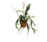Epiphyllum Anguliger - 25-35cm - Ø17cm - Plante d'intérieur - Vert persistant - Cactus et plantes succulentes