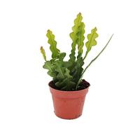 Epiphyllum anguliger - Cactus queue de crocodile, 9cm