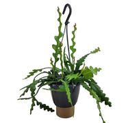 Epiphyllum anguliger saw blade cactus