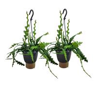 Epiphyllum anguliger saw blade cactus x2
