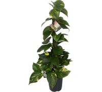 Epipremnum Aureum Efeutute Moosstab ca. 80 cm - Plante grimpante d'entretien facile pour la chambre & la suspension - Un point de mire vert pour votre maison