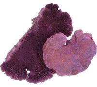 Eponge d'arbre Violet Blanc Lavé 1kg Décoration Champignon sec Décoration d'automne Fleurs de deuil