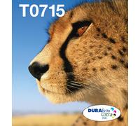 Epson Multipack "Guépard" (T0715) - Encres DURABrite Ultra N, C, M, J