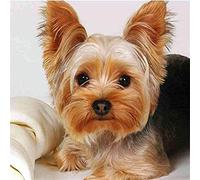 EPTIC 5d Diamant Painting,Diamond Painting,Point De Croix Broderie Diamond Painting Kits Maison Décoration Murale - Chien Yorkshire Terrier(40x40cm) 30x40CM