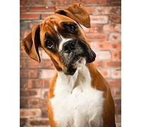 EPTIC 5D Diamant Peinture Strass_Chien Boxer Diamond Painting_Cristal Strass Diamant Broderie De Peintures Idéal Pour La Décoration Murale À La Maison 30x40CM