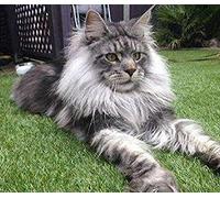 EPTIC 5D Diamond Painting Strass Complet_Chat Maine Coon Diamond Painting_Strass Peinture Par Numero Adulte Point De Croix Art Mural Cadeau De Décoration Halloween 40x50CM