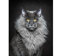 EPTIC Kit De Peinture De Diamant DIY 5D_Chat Maine Coon Diamond Painting_Full Diamond Broderie Point De Croix Art Crafts Supply Tableau/Chambre/Maison Decoration Murale Salon 40x40CM