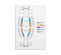 Equine Dental Anatomy Chart Horse Teeth Poster Canvas Print Wall Art for Veterinary Office Classroom Decor(Framed,16x24inch(40x60cm))