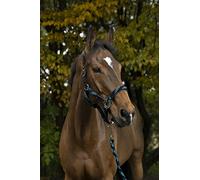 EQUITHEME Licol + Longe Tressé - Couleurs - Turquoise/Marine, Taille Equipement Cheval - COB