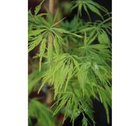 Erable 'dissectum' (grande taille) taill