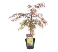 Erable du Japon - Acer 'Garnet'