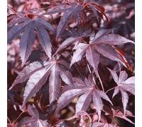 Érable du japon - acer palmatum 'bloodgood' - 50-60 cm pot