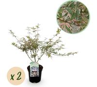 Érable du Japon - Acer palmatum Iyoshi - 2 plantes en pot de 19 cm - 70 cm de haut - Plante de balcon et de terrasse - Coloration automnale rose - Érable d'ornement pour le jardin et les bacs