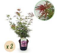 Érable du Japon - Acer palmatum Jerre Swarts - 2 plantes - rouge foncé - hauteur env. 70 cm chacune - en pot de 19 cm - plante de balcon & en bac - changement de couleur en automne