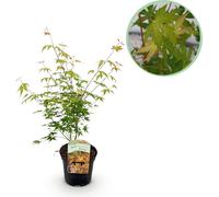 Érable du Japon Acer palmatum 'Katsura' - Orange - Plante de balcon & de jardin - Ø19 cm - Hauteur env. 70 cm - Érable ornemental compact avec un changement de couleur impressionnant