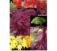 Érable du Japon - Acer palmatum MIX 21 Graines