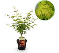 Érable du Japon - Acer palmatum Orange Dream - hauteur env. 70 cm - jaune orangé - en pot de 19 cm - plante de balcon & de jardin - arbre d'ornement avec changement de couleur