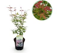Érable du Japon Acer palmatum 'Phoenix' - Rose-rouge - Plante de balcon et de jardin - Ø19 cm - Hauteur env. 70 cm - Feuillage en forme de main avec une coloration automnale intense