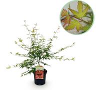 Érable du Japon - Acer palmatum 'Pink Dwarf' - hauteur env. 70 cm - pot Ø19 cm - feuillage printanier rose - plante compacte pour balcon et jardin