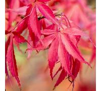 Érable du Japon Atropurpureum - Acer Palmatum Atropurpureum 40cm - Plante En Pot - Floraison Printanière - Hauteur 40 cm