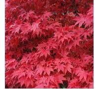 Érable du Japon Beni-Maiko - Acer palmatum beni-maiko 40cm
