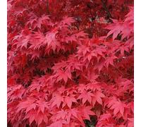 Érable du Japon Beni-maiko - Acer Palmatum Beni-maiko 40cm - Plante En Pot - Floraison Printemps Couleur Des Fleurs - Hauteur 2 à 3 m - Exposition Mi-ombre Hauteur à la Livraison