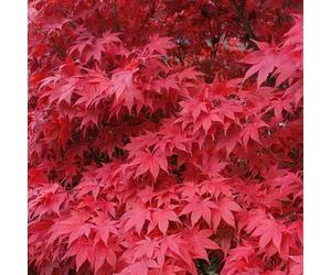 Érable du Japon Beni-maiko - Acer Palmatum Beni-maiko 40cm - Plante En Pot - Floraison Printemps Couleur Des Fleurs - Hauteur 2 à 3 m - Exposition Mi-ombre Hauteur à la Livraison