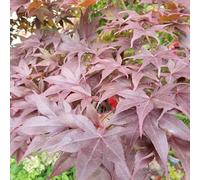 Érable du Japon Bloodgood - Acer Palmatum Bloodgood 40cm - Plante En Pot - Floraison Printemps Couleur de la Fleur - Hauteur 2 à 3 m