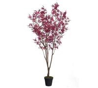 Érable du japon hauteur 200 cm - Lou De Castellane