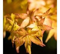 Érable du Japon Katsura - Acer Palmatum Katsura 40cm - Plante En Pot - Hauteur 40 cm