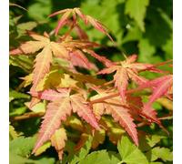 Érable du Japon Little Princess - Acer Palmatum Little Princess 40cm - Plante En Pot - Floraison Printemps - Hauteur 2 à 3 m