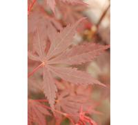 Erable du japon 'trompenburg' taille du