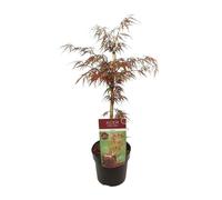 Érable en éventail - Acer palmatum. 'Grenat' - Ø19cm - ↕40cm
