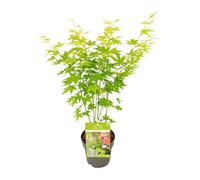 Érable japonais Going Green - Ø15cm - ↕30cm