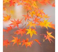 Érable Palmé Rêve Orange - Acer Palmatum Orange Dream 40cm - Plante En Pot - Floraison Printemps Couleur Des Fleurs - Hauteur 40 cm