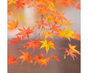 Érable Palmé Rêve Orange - Acer Palmatum Orange Dream 40cm - Plante En Pot - Floraison Printemps Couleur Des Fleurs - Hauteur 40 cm