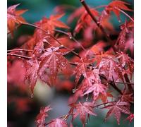 Érable Palmé Shaina - Acer Palmatum Shaina 40cm - Plante - Floraison Printemps Couleur Des Fleurs - Hauteur 2 à 3 m