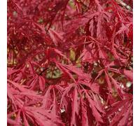 Érable rouge du Japon - Acer Palmatum 'Garnet' - 60-80 cm en conteneur