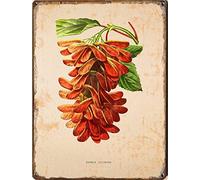 Erable Sycomore Impression de fleur de sycomore, panneaux en étain, imprimés botaniques, feuille verte, décoration murale, affiche en métal, 20,3 x 30,5 cm