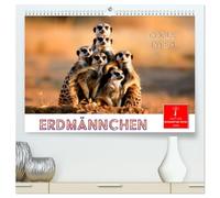 Erdmännchen - coole Typen (hochwertiger Premium Wandkalender 2026 DIN A2 quer), Kunstdruck in Hochglanz: Kleine, mächtige Raubtiere, die im südlichen Afrika leben.