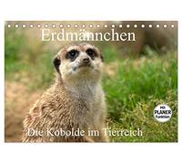 Erdmännchen - Die Kobolde im Tierreich (Tischkalender 2026 DIN A5 quer), CALVENDO Monatskalender: Aus dem Leben der Erdmännchen