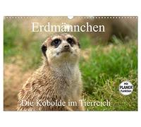 Erdmännchen - Die Kobolde im Tierreich (Wandkalender 2026 DIN A3 quer), CALVENDO Monatskalender: Aus dem Leben der Erdmännchen