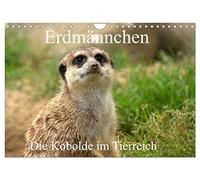 Erdmännchen - Die Kobolde im Tierreich (Wandkalender 2026 DIN A4 quer), CALVENDO Monatskalender: Aus dem Leben der Erdmännchen
