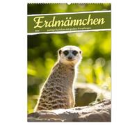 Erdmännchen, putzige Kerlchen mit großen Knopfaugen (Wandkalender 2026 DIN A2 hoch), CALVENDO Monatskalender: Savannenbewohner mit innigem Familienleben