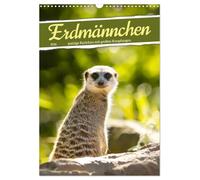 Erdmännchen, putzige Kerlchen mit großen Knopfaugen (Wandkalender 2026 DIN A3 hoch), CALVENDO Monatskalender: Savannenbewohner mit innigem Familienleben