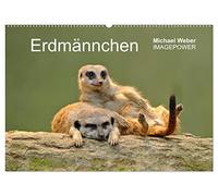 Erdmännchen - Tierkinder (Wandkalender 2026 DIN A2 quer), CALVENDO Monatskalender: Lustige Fotos von jungen Erdmännchen